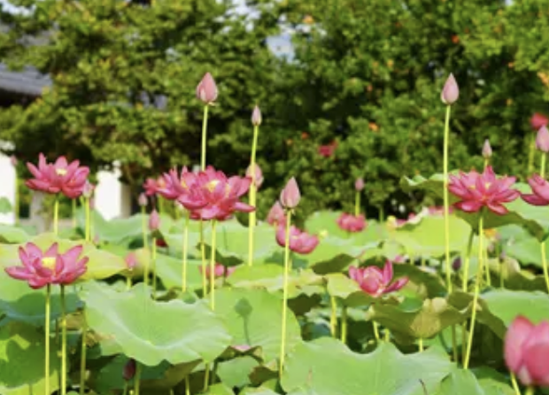 江苏省花木协会